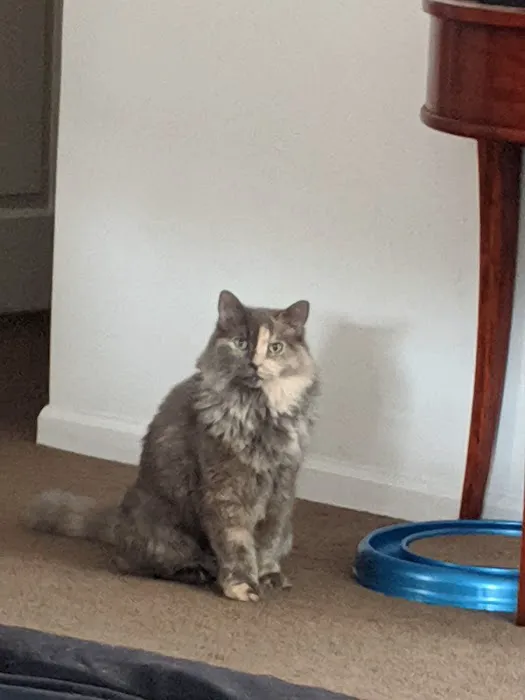 The Kitty Clinic 12