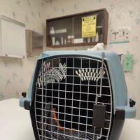 The Kitty Clinic ico