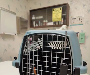 The Kitty Clinic