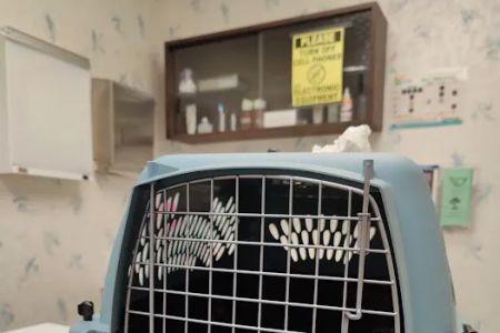 The Kitty Clinic