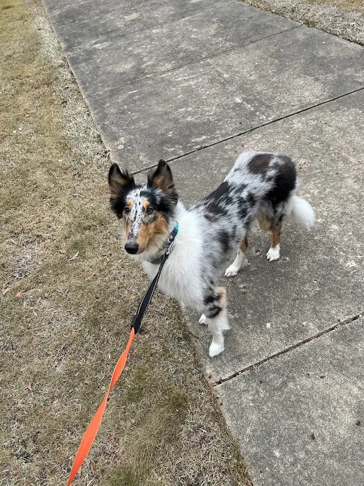 St Francis Animal Hospital 12