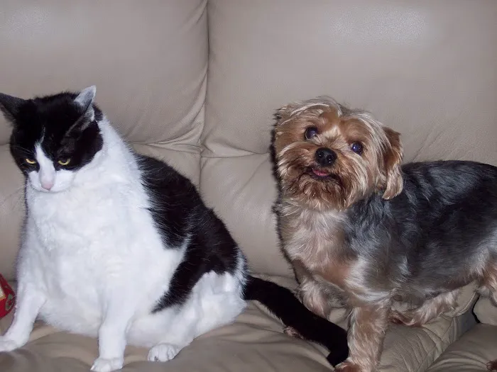St Francis Animal Hospital 12