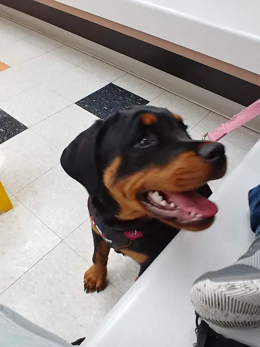 VCA Clinton Township Animal Hospital 1