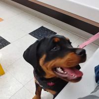 VCA Clinton Township Animal Hospital ico