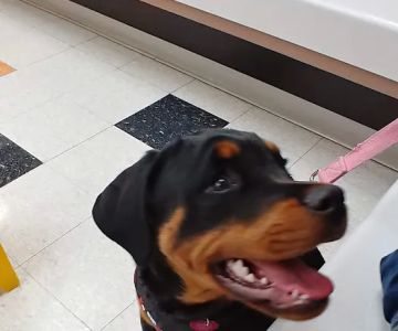 VCA Clinton Township Animal Hospital