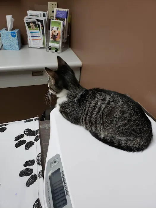 VCA Clinton Township Animal Hospital 6