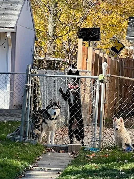 VCA Clinton Township Animal Hospital 4