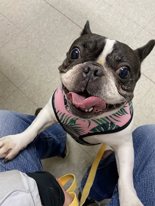 VCA Clinton Township Animal Hospital 8
