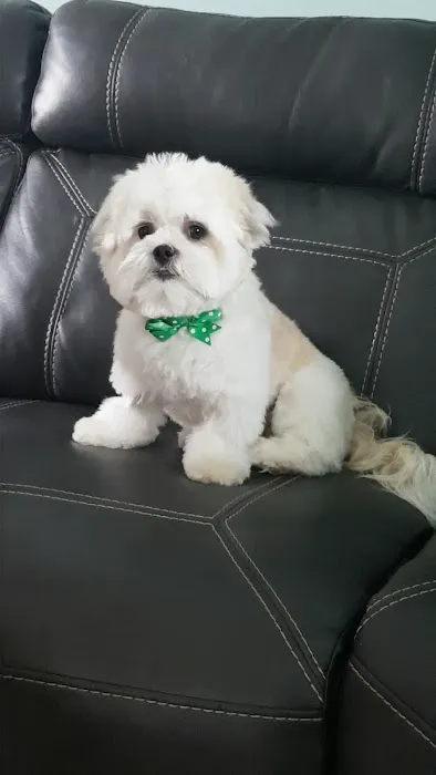 VCA Clinton Township Animal Hospital 3