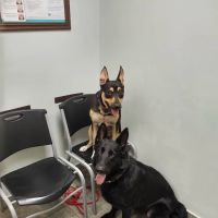 Snider Veterinary Services ico