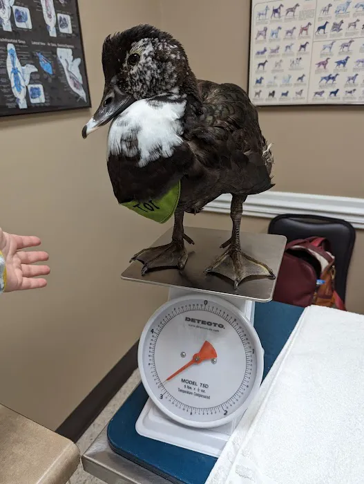 Bird Medicine & Surgery 2