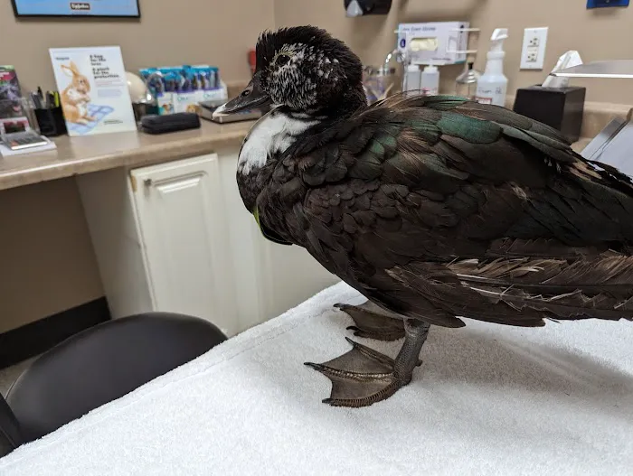 Bird Medicine & Surgery 1
