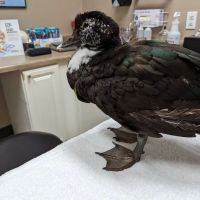 Bird Medicine & Surgery ico