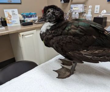 Bird Medicine & Surgery