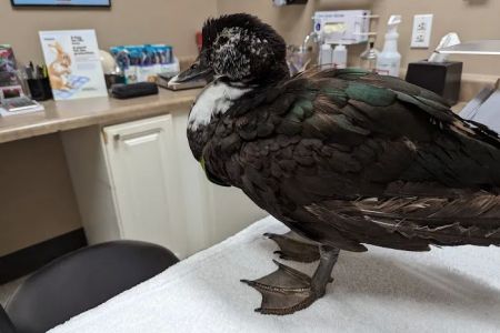 Bird Medicine & Surgery
