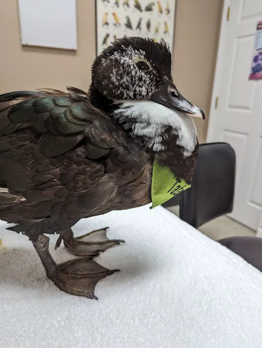 Bird Medicine & Surgery 3