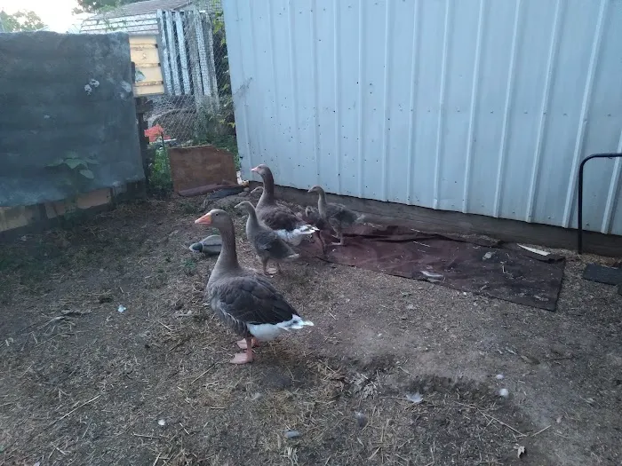 Kersting Veterinary Hospital and Bird Medicine and Surgery 1
