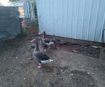 Kersting Veterinary Hospital and Bird Medicine and Surgery