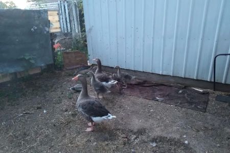Kersting Veterinary Hospital and Bird Medicine and Surgery