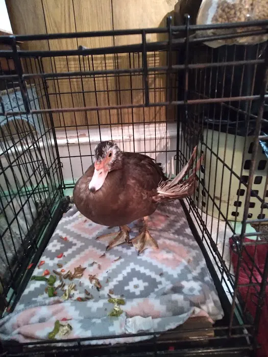 Kersting Veterinary Hospital and Bird Medicine and Surgery 2