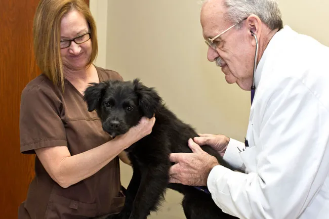Heritage Veterinary Hospital 4