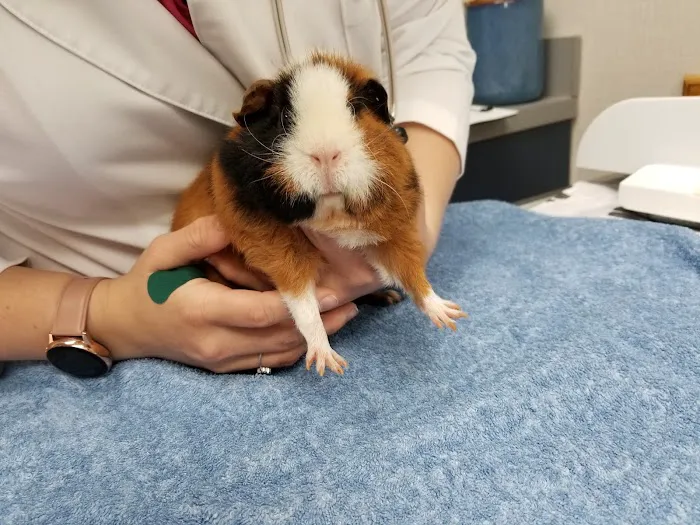 Creve Coeur Animal Hospital 3