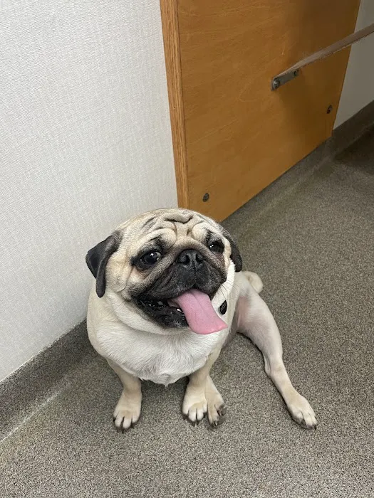Creve Coeur Animal Hospital 1