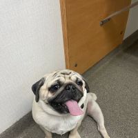 Creve Coeur Animal Hospital ico