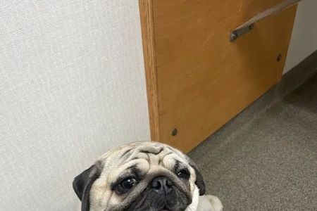 Creve Coeur Animal Hospital