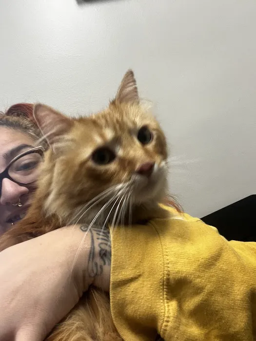 Veterinary Care Center- Urgent & Wellness Care 4