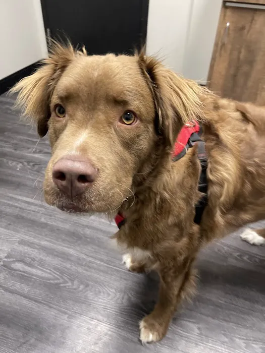Veterinary Care Center- Urgent & Wellness Care 8