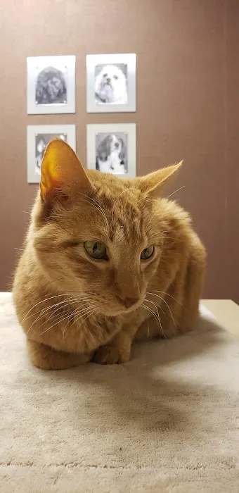 Town and Country Veterinary Hospital 12