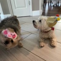 Pets At Rest Hospice ico
