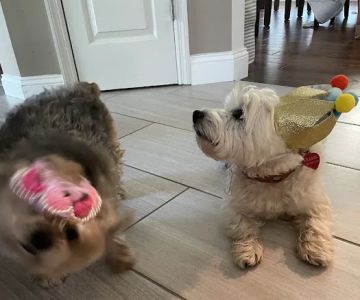 Pets At Rest Hospice