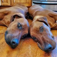 Banfield Pet Hospital ico