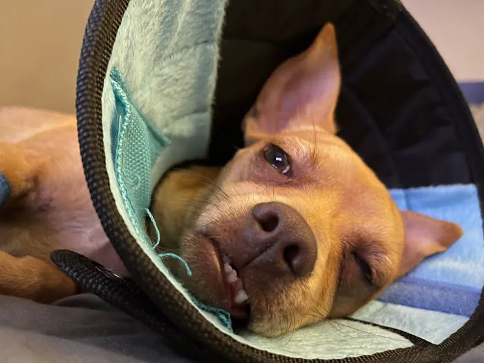 Banfield Pet Hospital 3