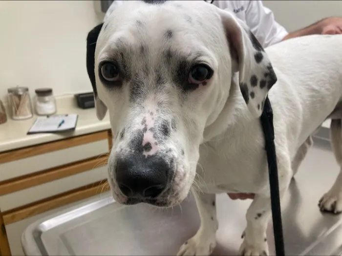 Town and Country Veterinary Hospital 9