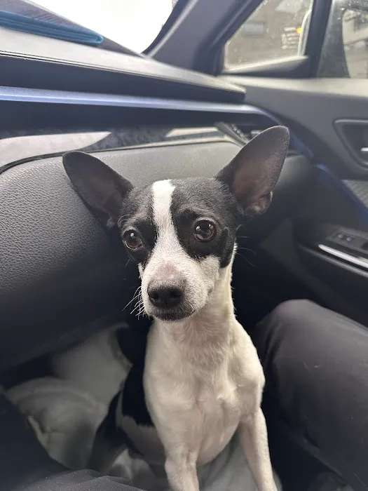Highland Park Pet Hospital 4