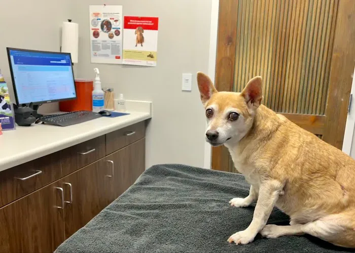 Highland Park Pet Hospital 5
