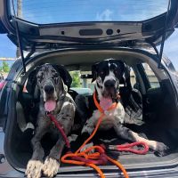 Highland Park Pet Hospital ico