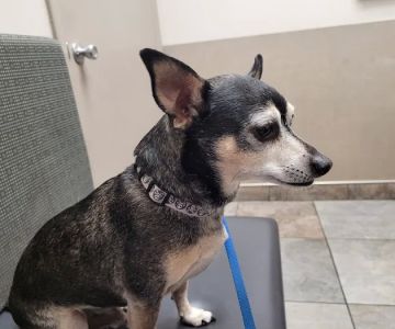 Sugar House Veterinary Hospital