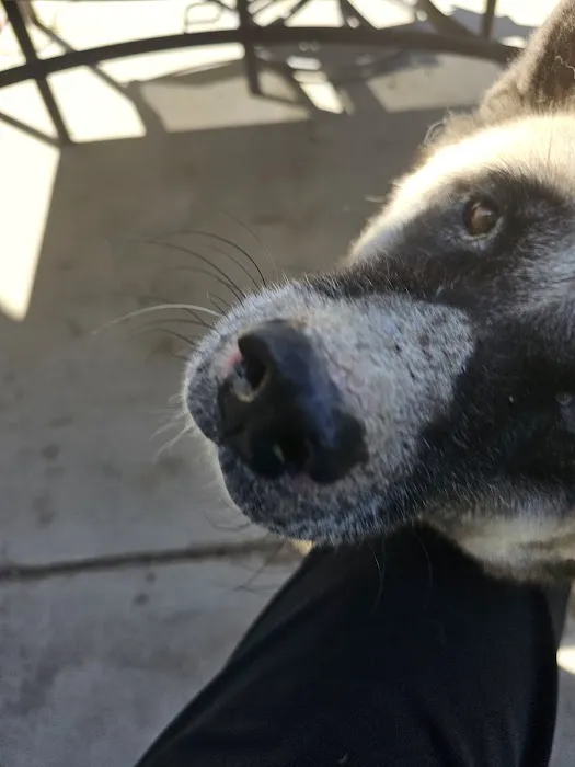 Dermatology for Animals - Salt Lake City 3