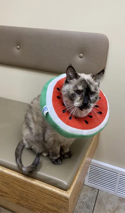 Dermatology for Animals - Salt Lake City 2