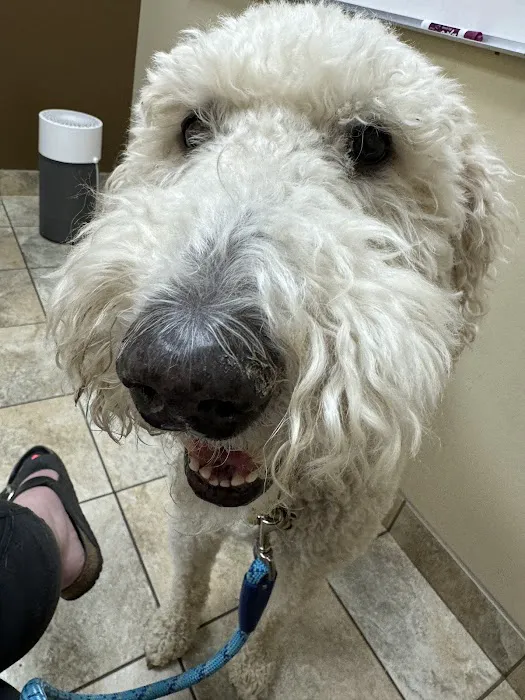 Dermatology for Animals - Salt Lake City 4