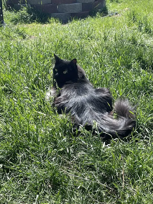 Dermatology for Animals - Salt Lake City 8