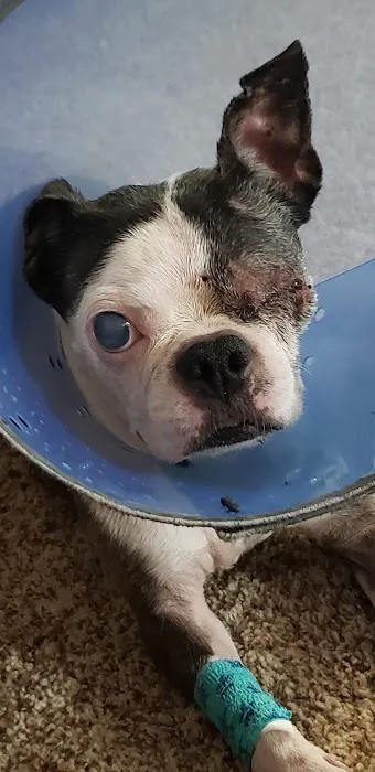 Eye Care for Animals - Salt Lake City 7