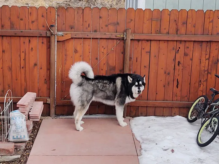 Eye Care for Animals - Salt Lake City 3