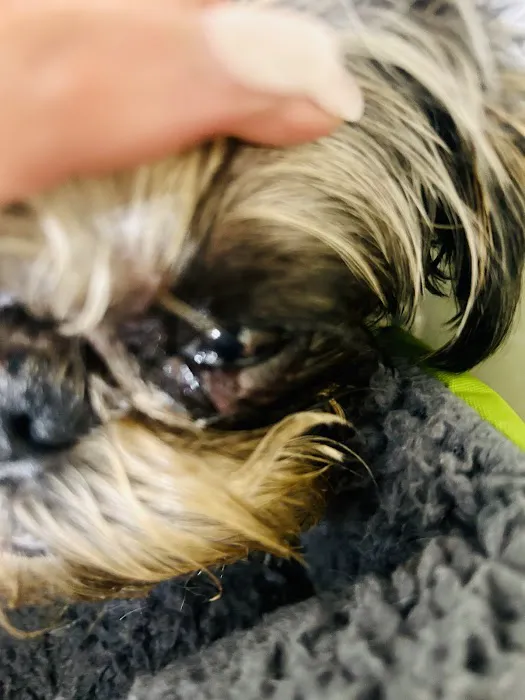 Eye Care for Animals - Salt Lake City 8