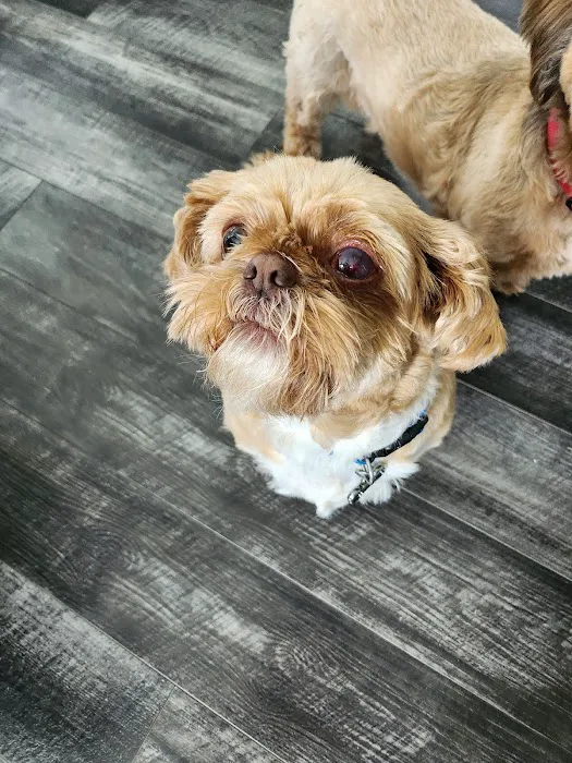 Eye Care for Animals - Salt Lake City 4