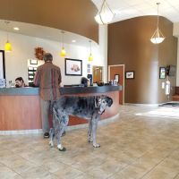 Advanced Veterinary Care, A Thrive Pet Healthcare Partner ico